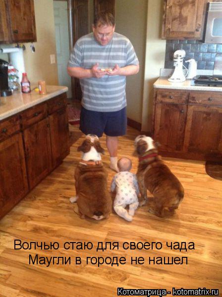 Волчью стаю для своего чада Маугли в городе не нашел... Котоматрица: Волчью стаю для своего чада Маугли в городе не нашел
