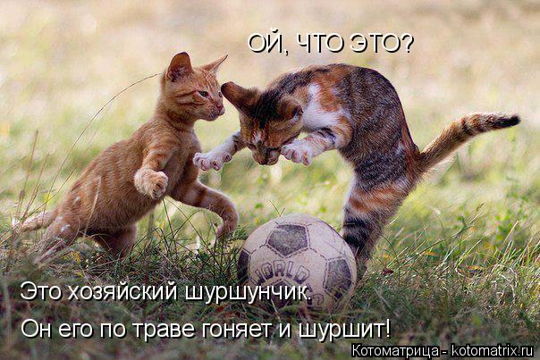 ОЙ, ЧТО ЭТО? Это хозяйский шуршунчик. Он его по траве гоняет и шуршит!... Котоматрица: ОЙ, ЧТО ЭТО? Это хозяйский шуршунчик. Он его по траве гоняет и шуршит!