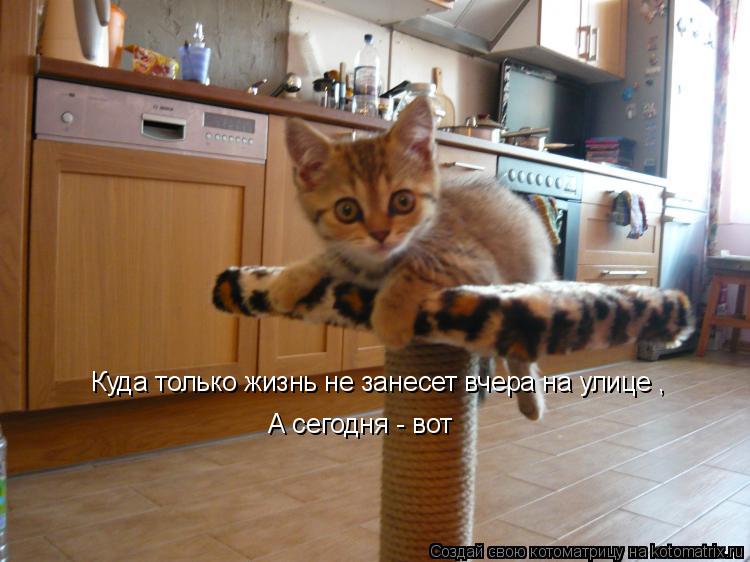 Куда только жизнь не занесет вчера на улице , А сегодня - вот... Котоматрица: Куда только жизнь не занесет вчера на улице , А сегодня - вот
