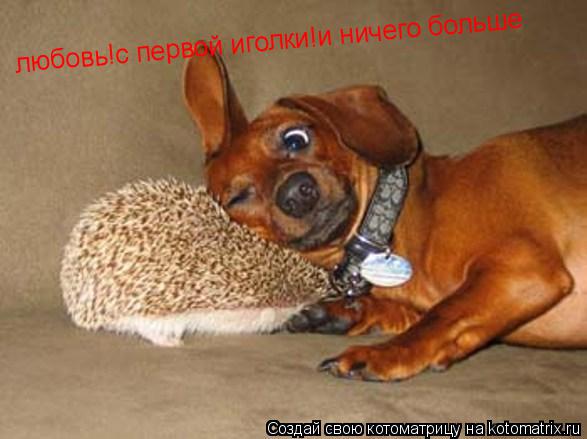 любовь!с первой иголки!и ничего больше... Котоматрица: любовь!с первой иголки!и ничего больше