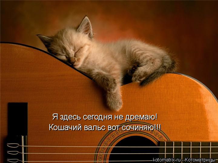 Я здесь сегодня не дремаю! Кошачий вальс вот сочиняю!!!... Котоматрица: Я здесь сегодня не дремаю! Кошачий вальс вот сочиняю!!!
