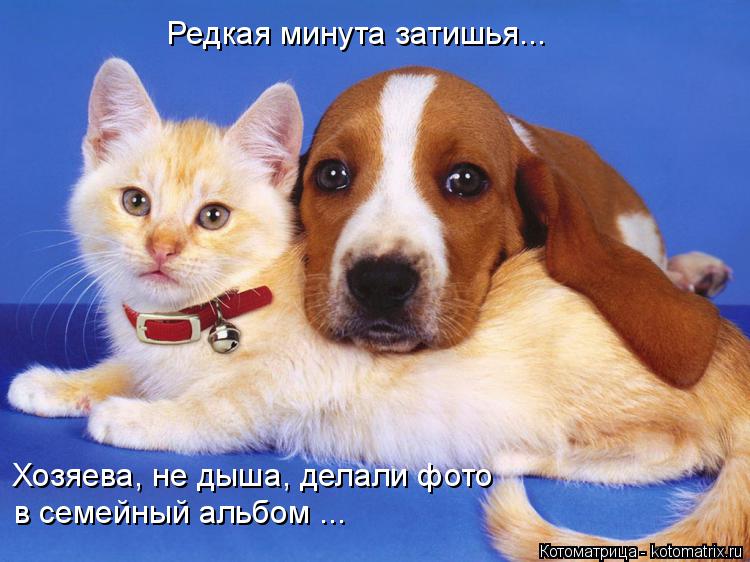 Редкая минута затишья... Хозяева, не дыша, делали фото в семейный альбом ...... Котоматрица: Редкая минута затишья... Хозяева, не дыша, делали фото в семейный альбом ...