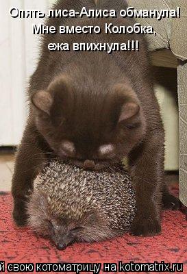 Опять лиса-Алиса обманула! Мне вместо Колобка, ежа впихнула!!!... Котоматрица: Опять лиса-Алиса обманула! Мне вместо Колобка, ежа впихнула!!!