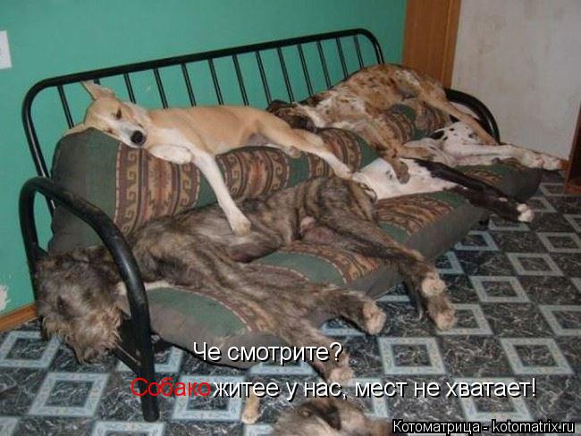 Че смотрите? Собако житее у нас, мест не хватает!... Котоматрица: Че смотрите? Собако житее у нас, мест не хватает!