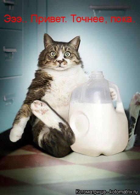 Эээ.. Привет. Точнее, пока.... Котоматрица: Эээ.. Привет. Точнее, пока.
