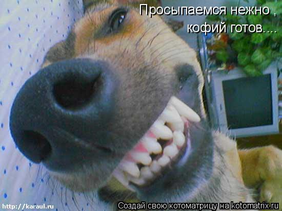 Котоматрица: Просыпаемся нежно , кофий готов....