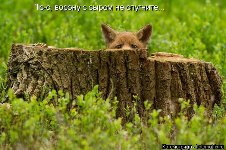 Тс-с, ворону с сыром не спугните...... Котоматрица: Тс-с, ворону с сыром не спугните...