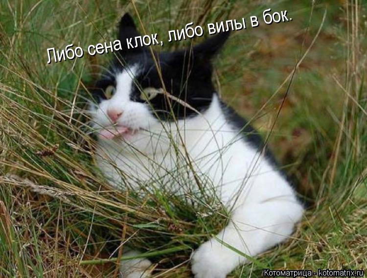 Либо сена клок, либо вилы в бок.... Котоматрица: Либо сена клок, либо вилы в бок.