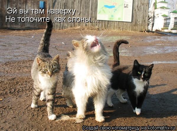 Котоматрица: Эй вы там наверху , Не топочите ,как слоны....