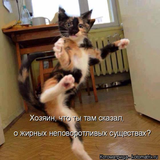 Хозяин, что ты там сказал, о жирных неповоротливых существах?... Котоматрица: Хозяин, что ты там сказал, о жирных неповоротливых существах?