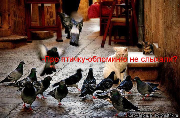 -Про птичку-обломинго не слыхали?... Котоматрица: -Про птичку-обломинго не слыхали?