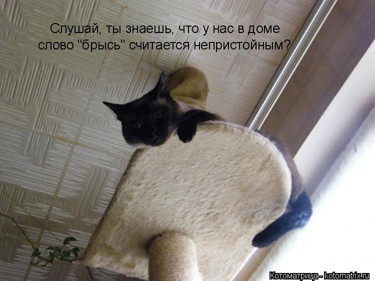 Слушай, ты знаешь, что у нас в доме слово "брысь" считается непристойным?... Котоматрица: Слушай, ты знаешь, что у нас в доме слово "брысь" считается непристойным?