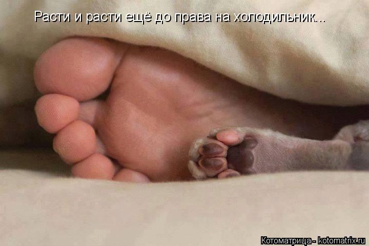 Расти и расти ещё до права на холодильник...... Котоматрица: Расти и расти ещё до права на холодильник...