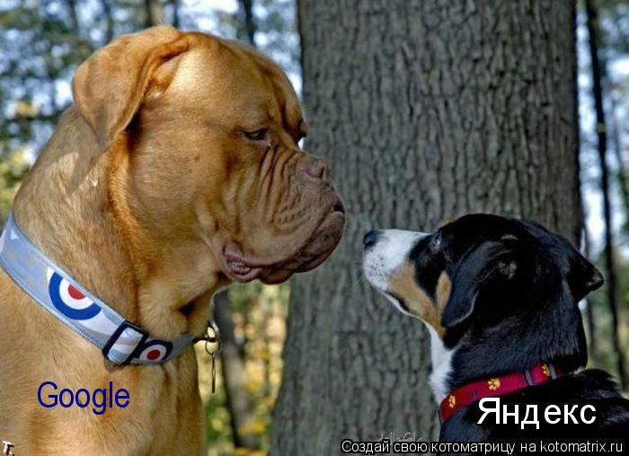 Google Яндекс... Котоматрица: Google Яндекс