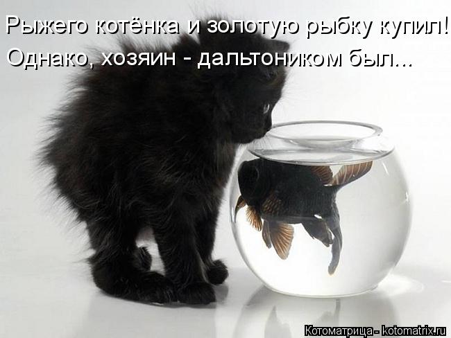 Рыжего котёнка и золотую рыбку купил! Однако, хозяин - дальтоником был...... Котоматрица: Рыжего котёнка и золотую рыбку купил! Однако, хозяин - дальтоником был...