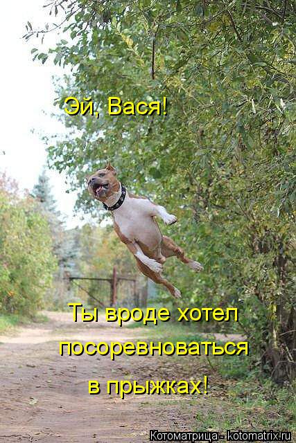 Эй, Вася! Ты вроде Эй, Вася! Ты вроде хотел посоревноваться в прыжках!... Котоматрица: Эй, Вася! Ты вроде Эй, Вася! Ты вроде хотел посоревноваться в прыжках!