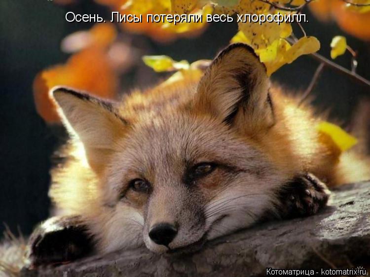 Осень. Лисы потеряли весь хлорофилл.... Котоматрица: Осень. Лисы потеряли весь хлорофилл.