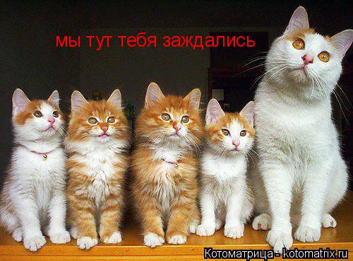 мы тут тебя заждались... Котоматрица: мы тут тебя заждались