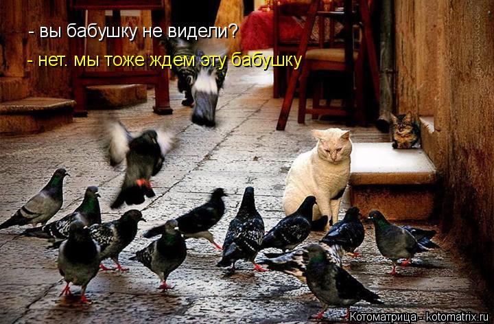 - вы бабушку не видели? - нет. мы тоже ждем эту бабушку... Котоматрица: - вы бабушку не видели? - нет. мы тоже ждем эту бабушку