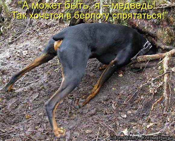 "А может быть, я – медведь! Так хочется в берлогу спрятаться!"... Котоматрица: "А может быть, я – медведь! Так хочется в берлогу спрятаться!"
