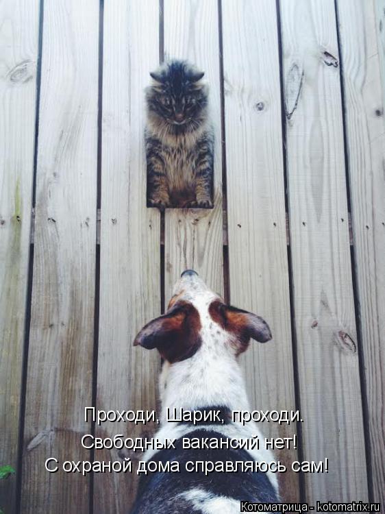 Проходи, Шарик, проходи. Свободных вакансий нет! С охраной дома справляюсь сам!... Котоматрица: Проходи, Шарик, проходи. Свободных вакансий нет! С охраной дома справляюсь сам!