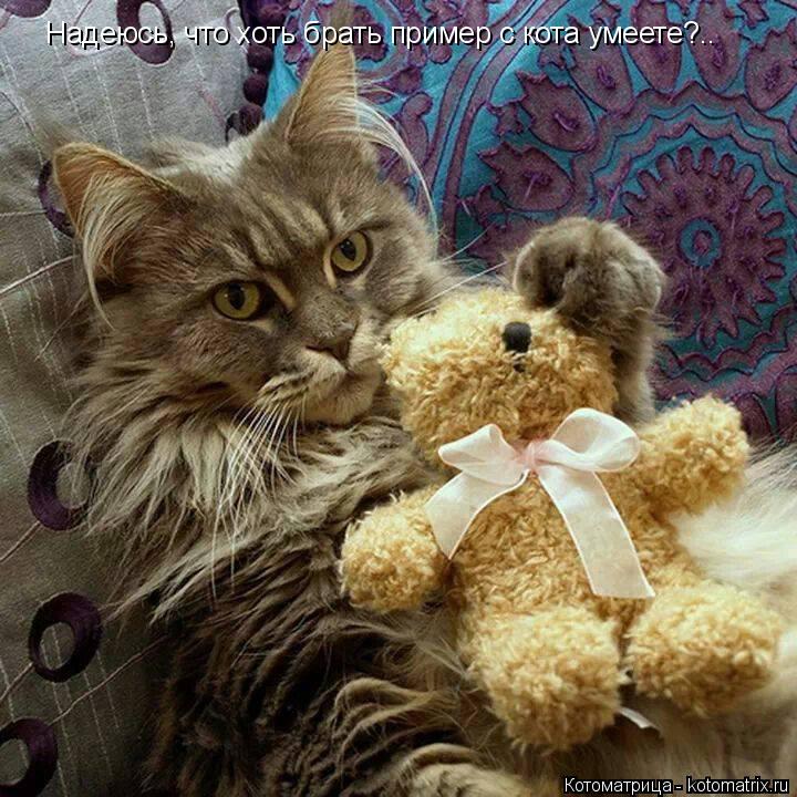 Надеюсь, что хоть брать пример с кота умеете?..... Котоматрица: Надеюсь, что хоть брать пример с кота умеете?..