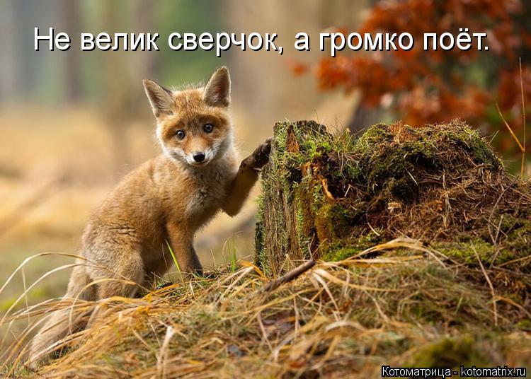 Не велик сверчок, а громко поёт.... Котоматрица: Не велик сверчок, а громко поёт.