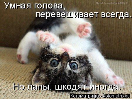 Умная голова, перевешивает всегда. Но лапы, шкодят иногда.... Котоматрица: Умная голова, перевешивает всегда. Но лапы, шкодят иногда.