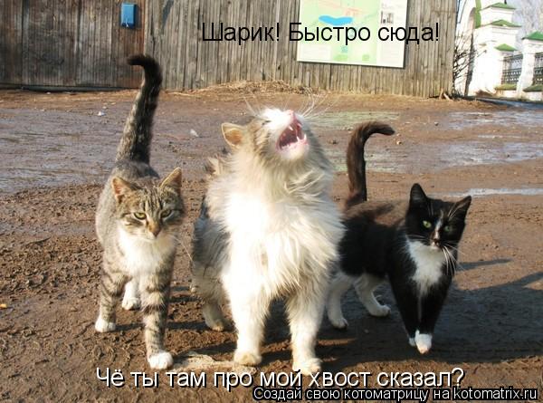 Шарик! Быстро сюда! Чё ты там про мой хвост сказал?... Котоматрица: Шарик! Быстро сюда! Чё ты там про мой хвост сказал?