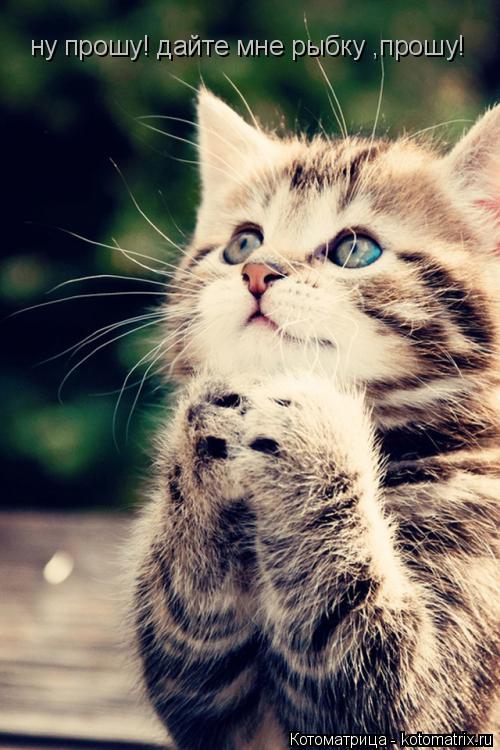 ну прошу! дайте мне рыбку ,прошу!... Котоматрица: ну прошу! дайте мне рыбку ,прошу!