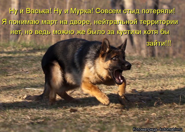 Ну и Васька! Ну и Мурка! Совсем стыд потеряли! Я понимаю март на дворе, нейтральной территории нет, ... Котоматрица: Ну и Васька! Ну и Мурка! Совсем стыд потеряли! Я понимаю март на дворе, нейтральной территории нет, но ведь можно же было за кустики хотя бы з
