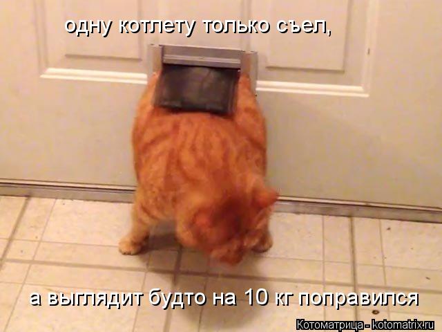 а выглядит будто на 10 кг поправился одну котлету только съел,... Котоматрица: а выглядит будто на 10 кг поправился одну котлету только съел,