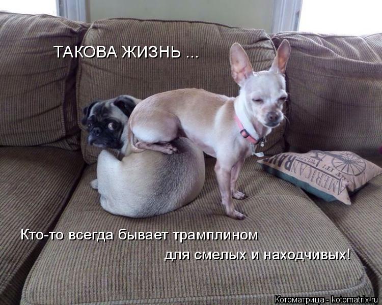 ТАКОВА ЖИЗНЬ ... Кто-то всегда бывает трамплином для смелых и находчивых!... Котоматрица: ТАКОВА ЖИЗНЬ ... Кто-то всегда бывает трамплином для смелых и находчивых!