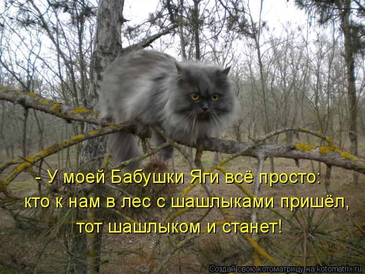 - У моей Бабушки Яги всё просто: кто к нам в лес с шашлыками пришёл, тот шашлыком и станет!... Котоматрица: - У моей Бабушки Яги всё просто: кто к нам в лес с шашлыками пришёл, тот шашлыком и станет!