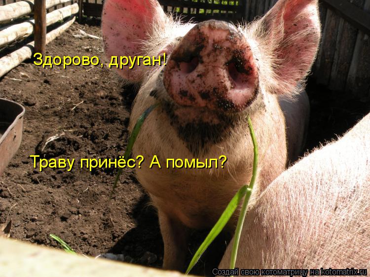 Здорово, друган! Траву принёс? А помыл?... Котоматрица: Здорово, друган! Траву принёс? А помыл?