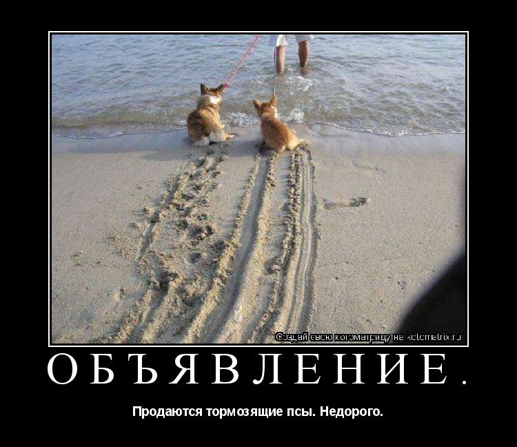 ОБЪЯВЛЕНИЕ. Продаются тормозящие псы. Недорого.... Котоматрица: ОБЪЯВЛЕНИЕ. Продаются тормозящие псы. Недорого.