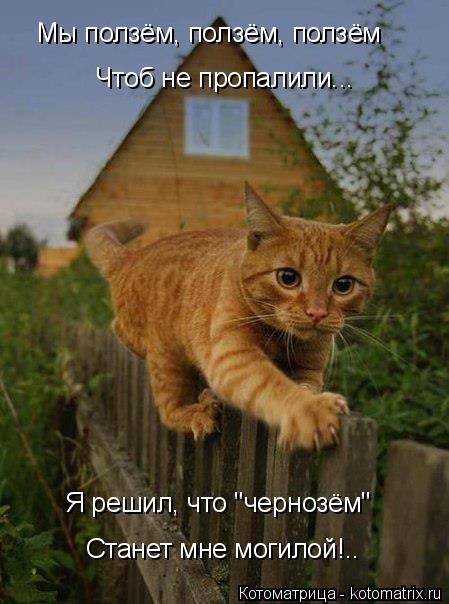 Мы ползём, ползём, ползём Чтоб не пропалили... Я решил, что "чернозём" Станет мне могилой!..... Котоматрица: Мы ползём, ползём, ползём Чтоб не пропалили... Я решил, что "чернозём" Станет мне могилой!..