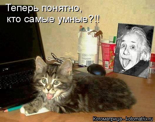 Теперь понятно, кто самые умные?!!... Котоматрица: Теперь понятно, кто самые умные?!!