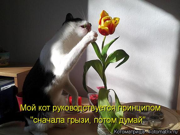 Мой кот руководствуется принципом "сначала грызи, потом думай"... Котоматрица: Мой кот руководствуется принципом "сначала грызи, потом думай"