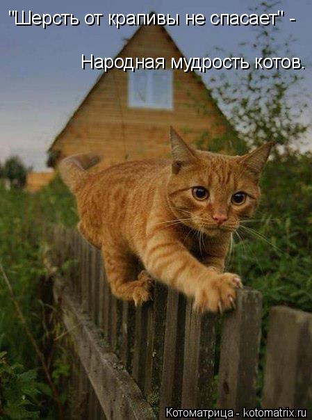 "Шерсть от крапивы не спасает" - Народная мудрость котов.... Котоматрица: "Шерсть от крапивы не спасает" - Народная мудрость котов.