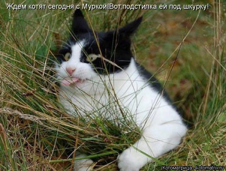 Ждем котят сегодня с Муркой!Вот,подстилка ей под шкурку!... Котоматрица: Ждем котят сегодня с Муркой!Вот,подстилка ей под шкурку!