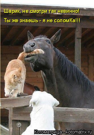 Шарик, не смотри так невинно! Ты же знаешь - я не соломКа!!!... Котоматрица: Шарик, не смотри так невинно! Ты же знаешь - я не соломКа!!!