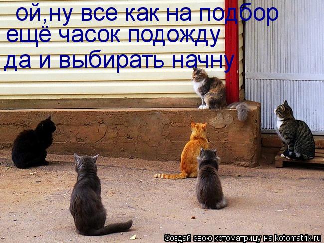 ой,ну все как на подбор ещё часок подожду да и выбирать начну... Котоматрица: ой,ну все как на подбор ещё часок подожду да и выбирать начну