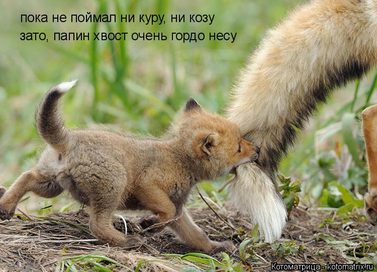 пока не поймал ни куру, ни козу зато, папин хвост очень гордо несу... Котоматрица: пока не поймал ни куру, ни козу зато, папин хвост очень гордо несу
