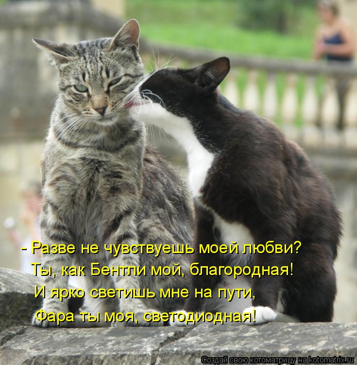 Ты, как Бентли мой, благородная! И ярко светишь мне на пути, Фара ты моя, светодиодная! - Разве не ч... Котоматрица: Ты, как Бентли мой, благородная! И ярко светишь мне на пути, Фара ты моя, светодиодная! - Разве не чувствуешь моей любви?