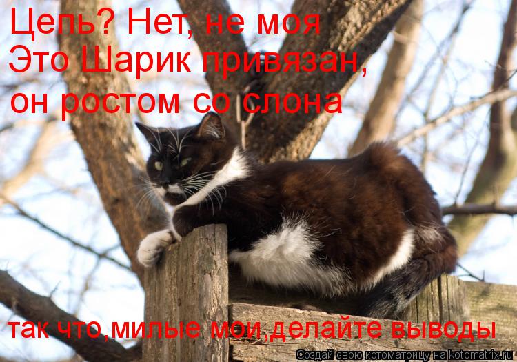 Цепь? Нет, не моя Это Шарик привязан, он ростом со слона так что,милые мои,делайте выводы... Котоматрица: Цепь? Нет, не моя Это Шарик привязан, он ростом со слона так что,милые мои,делайте выводы