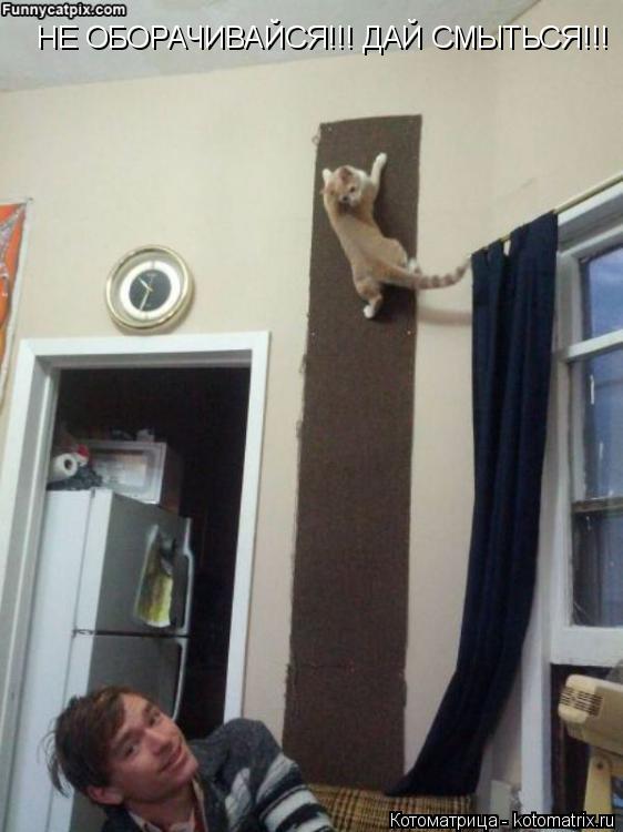 Котоматрица: НЕ ОБОРАЧИВАЙСЯ!!! ДАЙ СМЫТЬСЯ!!!