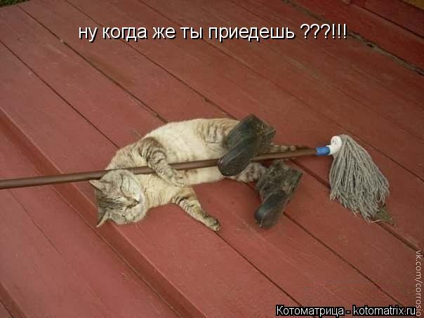 Котоматрица: ну когда же ты приедешь ???!!!