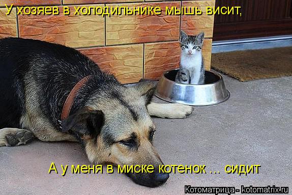 Котоматрица: У хозяев в холодильнике мышь висит, А у меня в миске котенок ... сидит