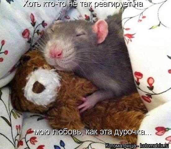 Хоть кто-то не так реагирует на мою любовь, как эта дурочка...... Котоматрица: Хоть кто-то не так реагирует на мою любовь, как эта дурочка...